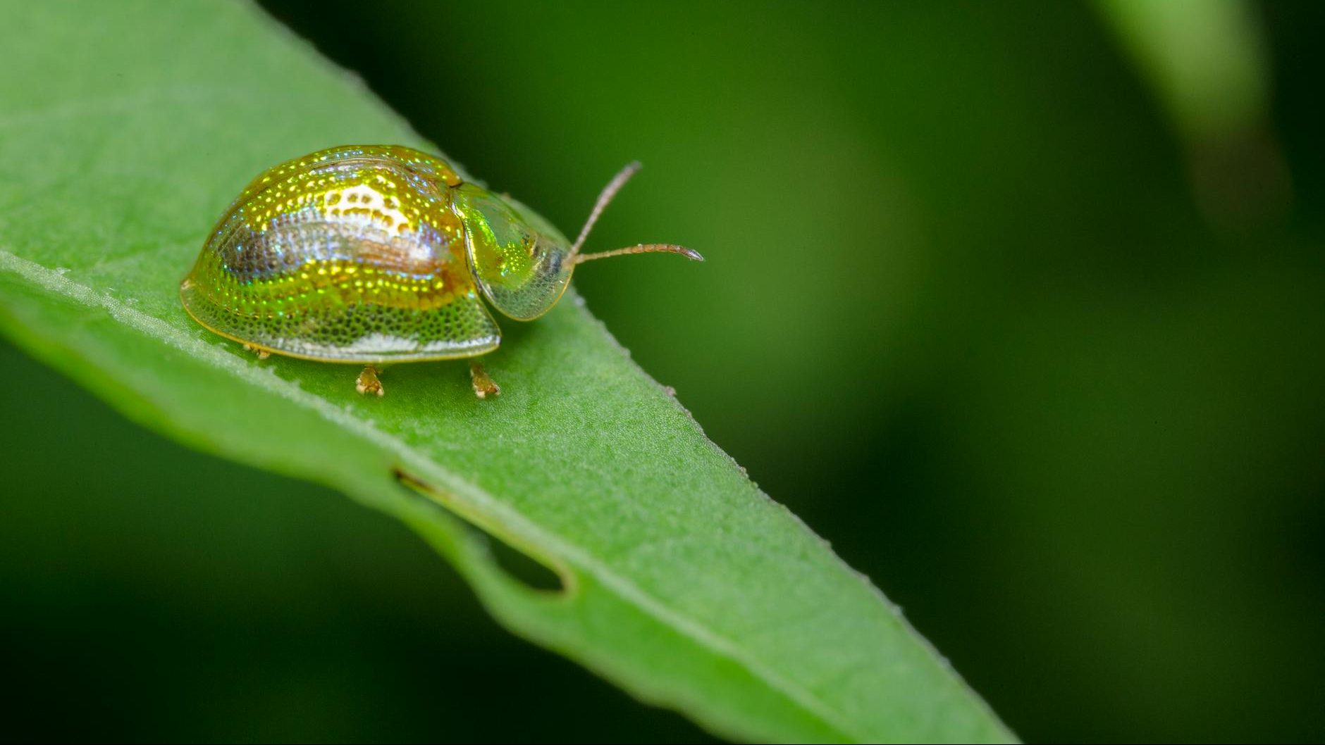 Breve lista de una fobia minúscula 